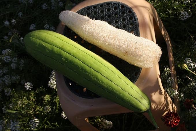 SeedsUP - 10+ Seeds Dishrag Gourd (Smooth Luffa, Sponge, Rag) Long - Vegetable Green