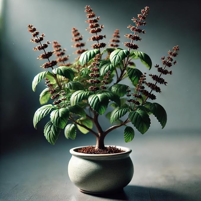 FUN AND GROW SEEDS: Seeds Ornamental Tulsi Tree Holy Basil Non GMO Heirloom