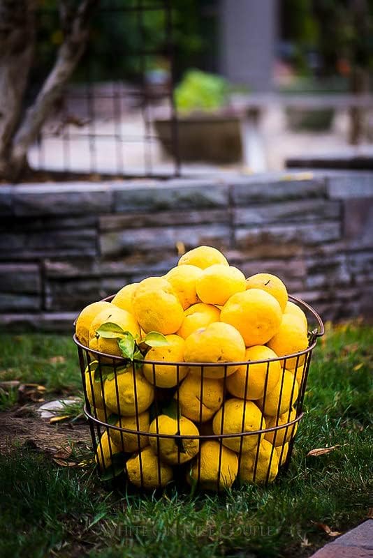Gardenera's Premium Citron Tree Soil Mix - The Ideal Blend of Nutrients and Aeration for Growing Healthy and Productive Citrus Medica Trees - 4 Quart