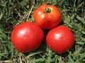Tomato Marglobe Great Heirloom Garden Vegetable Seeds by Seed Kingdom (800 Seeds)