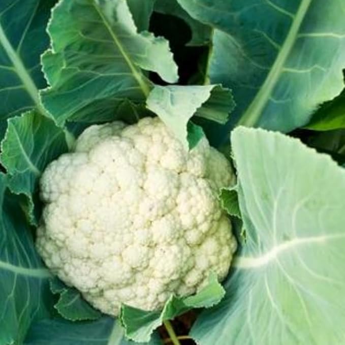 Set 3 Cauliflower Plants Live, Cauliflower Live Plants, 4 Inc Pot, Ready to Grow Vegetable Plants for Garden