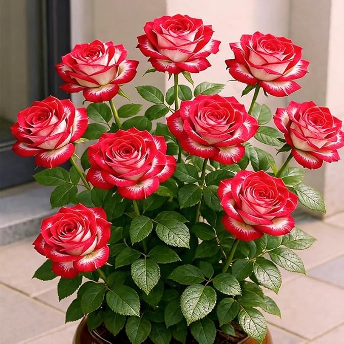 295+ Roses Flower Tree Seeds for Planting-Non-GMO Heirloom Plant Seeds Garden Outdoor