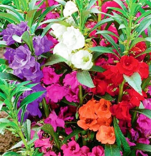 Balsam Garden Mix Seeds – Impatiens Balsamina | Heirloom Touch-Me-Not Flowers | Easy-to-Grow Annual for Vibrant Blooms