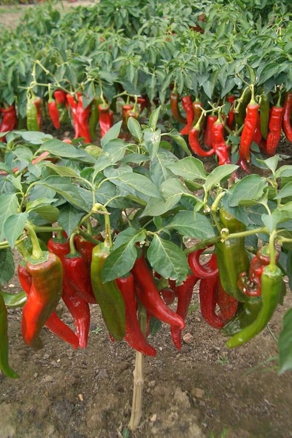 Seeds Vegetable Red Hot Chili Pepper Fire - 30 Seeds