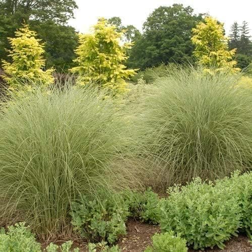 Maiden Grass Morning Light Plants | 3 Live Seedlings | Miscanthus Sinensis | Perfect for Outdoor Landscaping | Hardy & Elegant Lush Ornamental Grass