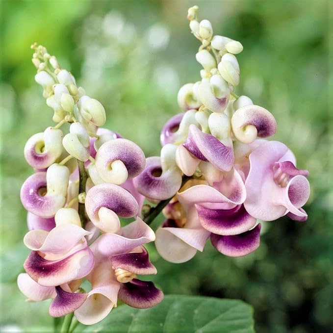 20+ Corkscrew Vine Flower Seeds for Planting Outdoors -Perennial Snail Vine Plant Fragrant Non-GMO Heirloom