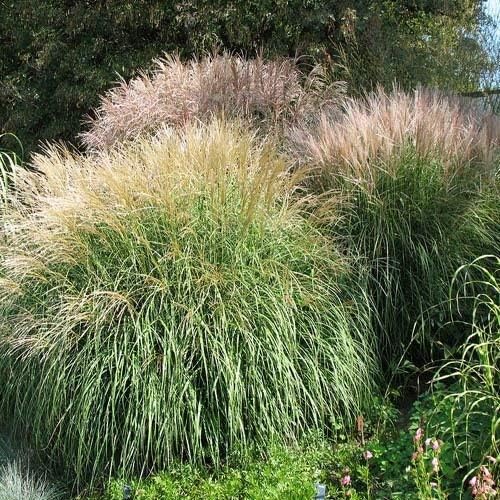 Outsidepride New Hybrids Miscanthus Sinensis Seeds - 250 Pcs. Perennial, Drought & Heat-Resistant, Chinese Silver Ornamental Grass, Tall Growth, Low Maintenance for Landscaping & Privacy Screens