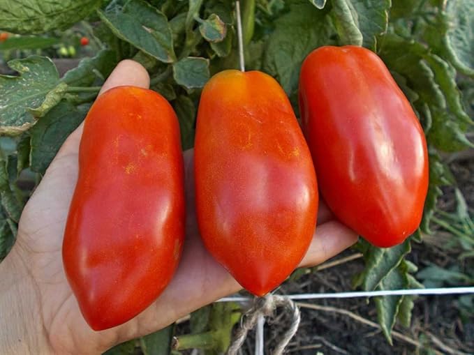 NIKA SEEDS - Seeds Vegetable Tomato Pepper-Shaped - 25 Seeds