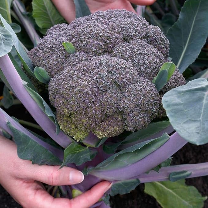Park Seed Purple Magic Hybrid Broccoli Seeds - Pack of 50 Seeds, AAS National Winner 2024, Vibrant Purple Heads, Tender and Sweet Flavor, Perfect for Ornamental Edible Gardens