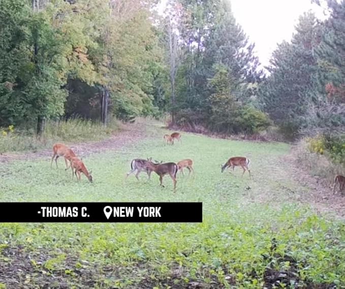 Whitetail Hill Late Season Brassicas Food Plot Seed Mix, 1/3 Acre or 2.5 Acres, 5 Brassicas, Cold Hardy, Graze Tolerant, Forage All Winter Long