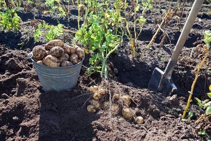 Kennebec Certified Potato Seed, 3LB Whole Potatoes, Grown in USA, Farm Fresh