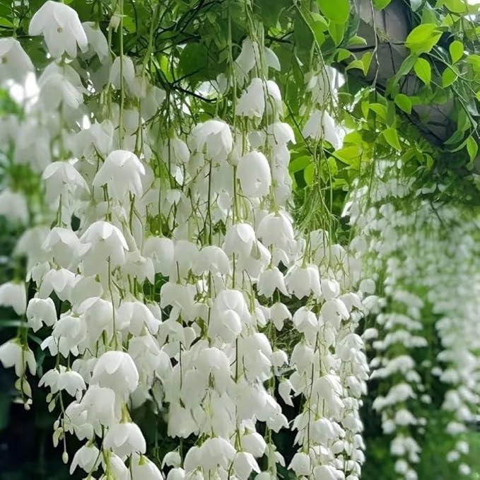 Climbing Weeping Jasmine Flower Seeds for Planting, 100+pcs Fragrant Perennial Climbing Jasmine Flower Seeds Plants, Non-GMO Heirloom Beauty Climber Flowers in Home Garden Outdoors