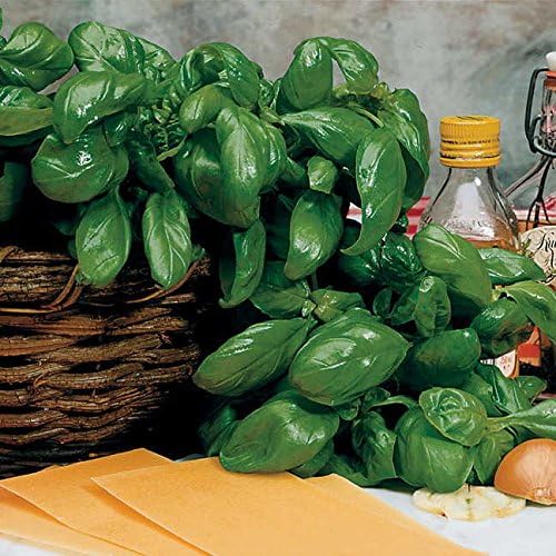 Park Seed Basil Herb Plant Seeds, Easy to Grow, Variety of Colors, Spring Garden, Organic Italian Large Leaf, Pack of 400