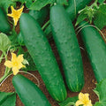 Park Seed Variety of Cucumber Seeds, Planting Cucumbers, Vegetable Seeds, Easy to Grow, Non-GMO, Perfect for Harvesting, Double Yield, Pack of 30