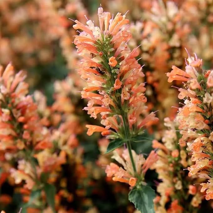 Mixrug Lavender Giant Hyssop Seeds for Planting, 100+pcs Rare Perennial Anise Hyssop Flower Seeds Plants, Non-GMO Heirloom Open Pollinated Beauty Home Garden for Outdoors