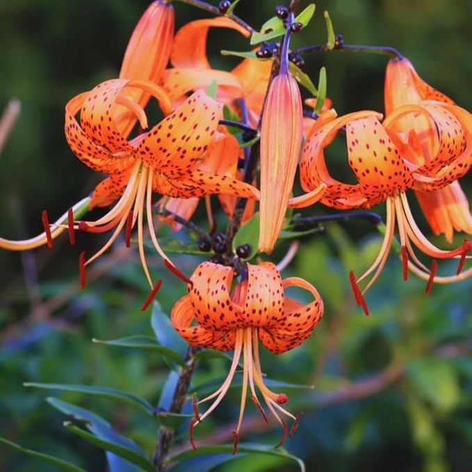 10 Tiger Lilies Bulbs for Planting, Turks Cap Lily Bulbs for Planting Outdoors, Annual Flower Bulb, Easy to Plant