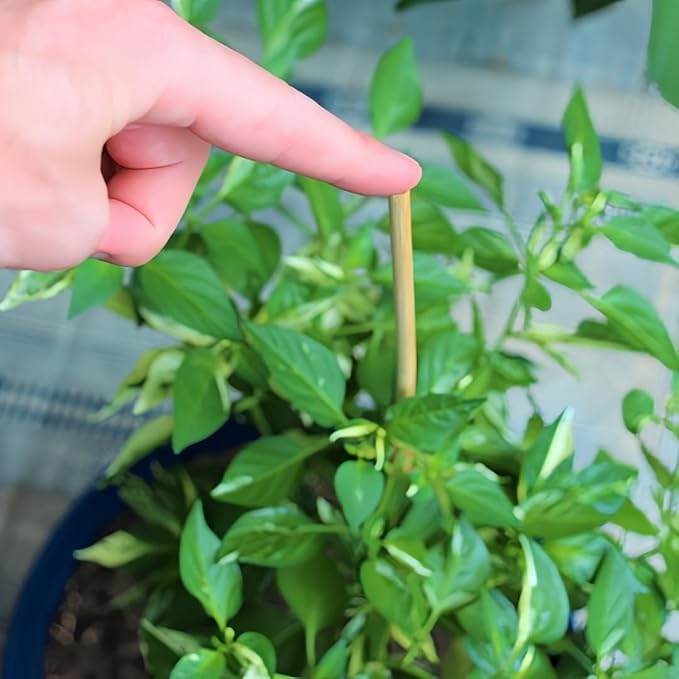 40 Pack 18'' Natural Bamboo Plant Stakes, Wood Plant Supports, Wood Garden Sticks for Plants Tomato Floral Potted, Wooden Sign Posting Garden Sticks