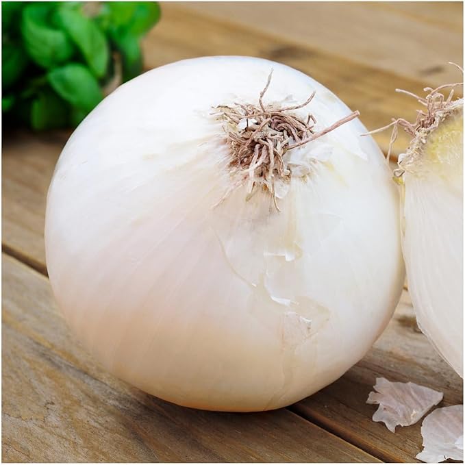 Seed Needs Onion Seeds for Planting White Sweet Spanish Long Day Onions - Non-GMO Heirloom & Untreated Vegetable Seeds to Plant an Outdoor Home Grown Veggie Garden (1 Pack)
