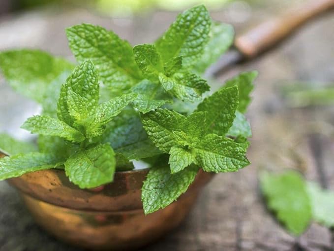 NIKA SEEDS - Seeds Herb Peppermint Mint Medicinal - 1000 Seeds