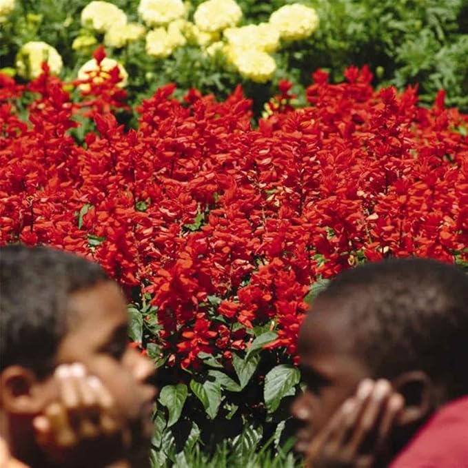 Red Hot Sally II Salvia ~500 Seeds – Scarlet Sage – Vivid Red Blooms – 10–12" Tall Compact Bedding Plant – Heat-Tolerant Annual – Non-GMO – 63–77 Days – Ideal for Containers & Borders