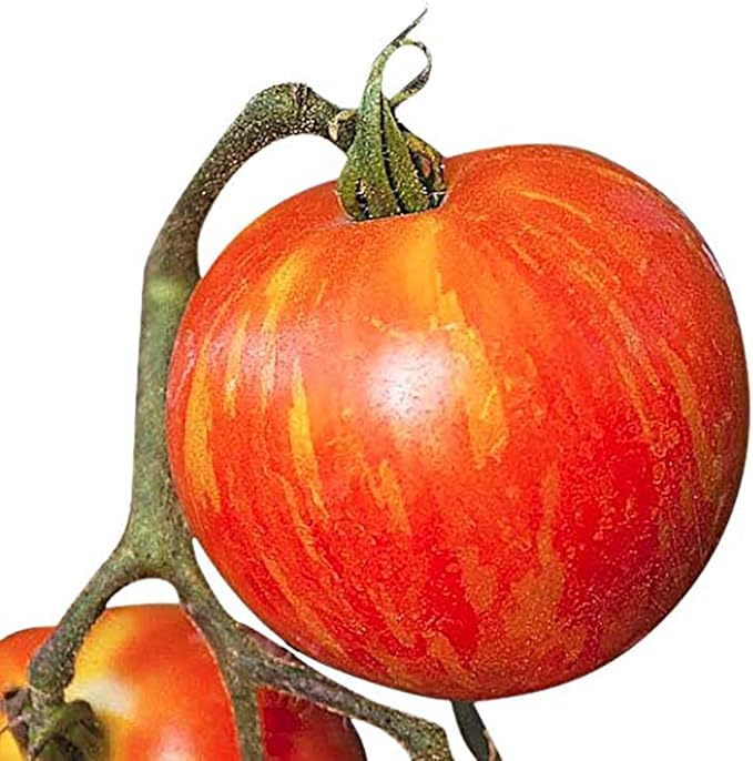 Mr. Stripey Heirloom Tomato Seeds - Large Tomato - One of The Most Delicious Tomatoes for Home Growing,