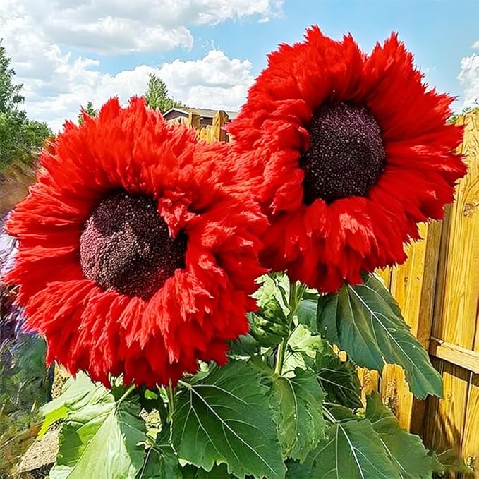 95+ Sunflower Seeds to Plant - Heirloom and Non-GMO Teddy Bear Sunflower Seeds for Planting - Blooms for Pollinator Support