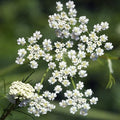 Cumin Herb Seeds - 100 Count Seed Pack - A Fragrant herb That can be Used in a Variety of Ways - Country Creek LLC
