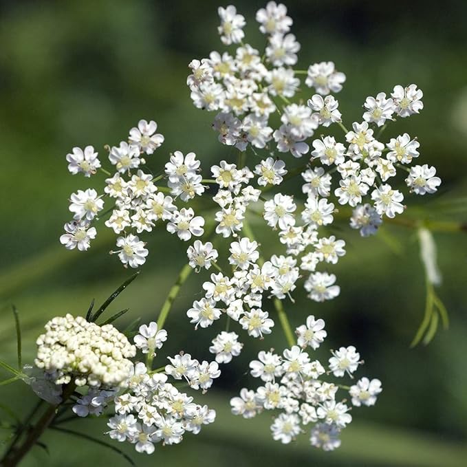 Cumin Herb Seeds - 100 Count Seed Pack - A Fragrant herb That can be Used in a Variety of Ways - Country Creek LLC