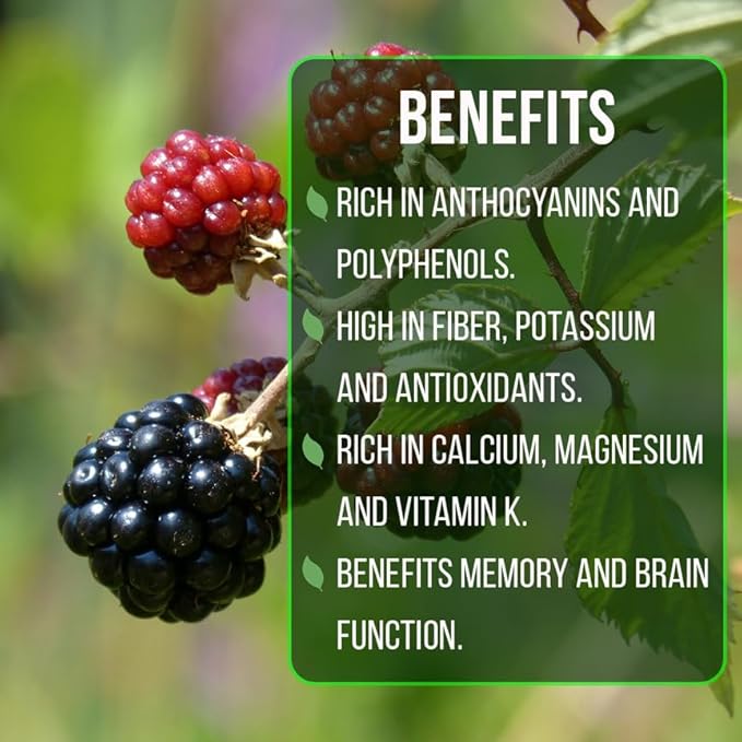 BlackBerry Plants Sweetie Pie (4 Pack) Live for Sale | Easy to Grow Plants | Edible Fruit Plant for Sustainable Living | Grow Your own Food on Your Organic Garden | Live for Planting |