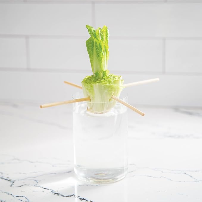 Home Grown Hydroponic Growing Kit - Tools & Instructions for No-Waste Kitchen Gardening. Ages 8 and up.