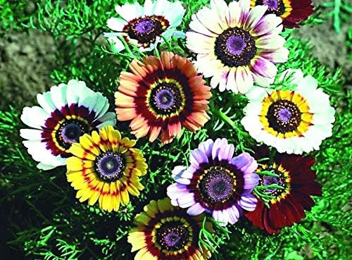 Seeds Multicolor Painted Daisy 100+ Seeds for Planting Chrysanthemum Rainbow Mix Annual