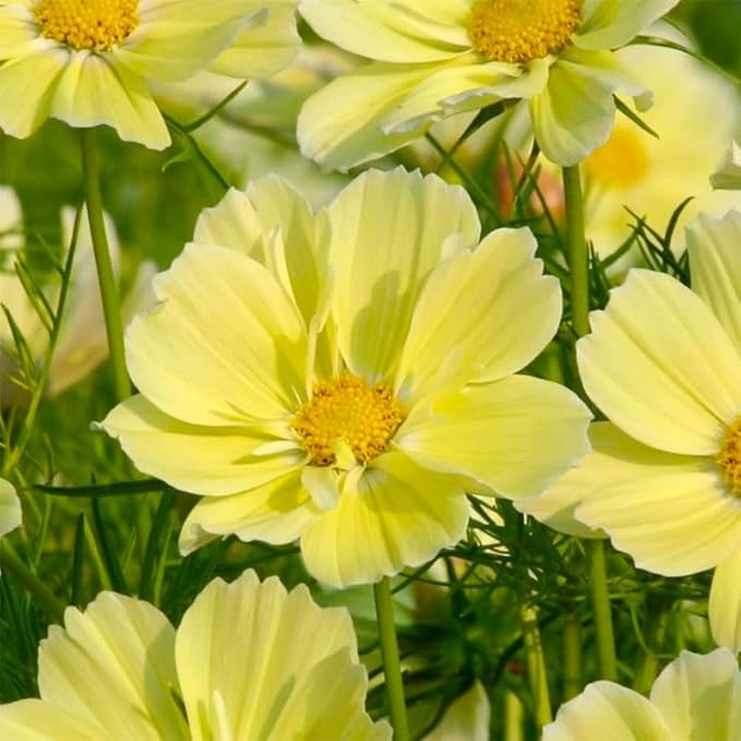 330+ Perennial Mixed Cosmos Seeds for Planting-Non-GMO Heirloom Plant Seeds Garden Outdoor