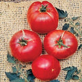 Park Seed Variety of Tomato Seeds, Planting Vegetables, Easy to Grow, Non-GMO, Perfect for Harvesting, German Johnson, Pack of 30