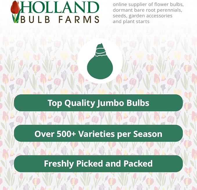 Extase Decorative Dahlia Flower Bulbs - 3 Tubers per Pack - Deer Resistant - Good as Cut Flowers - Grows Well in Containers - Easy to Grow Live Plants - Outdoor Garden