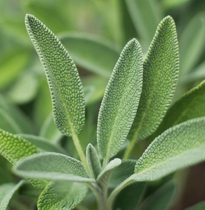 75 pcs Purple Sage Seeds for Planting Broad Leaved Herbs - Non-GMO Heirloom Culinary Perennial Garden Indoors or Outdoors