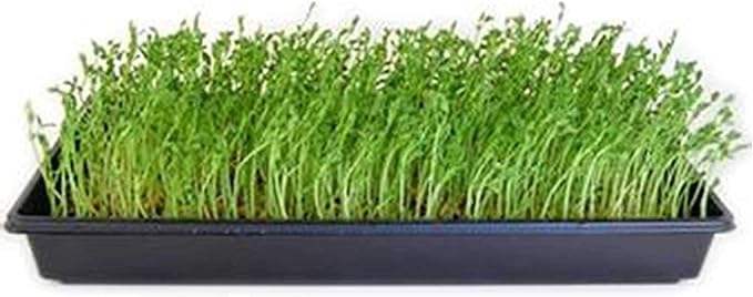 Dun Pea Sprouting Seeds - 5 Lbs - Dried Dun Peas - Edible Seeds, Gardening, Hydroponics, Growing Salad Sprouts & Microgreens, Planting, Food Storage, Soup & More