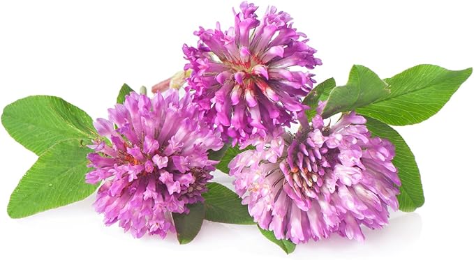 Todd's Seeds Red Clover Seeds, Non-GMO, Chemical Free, High Germination (1/4 Pound)