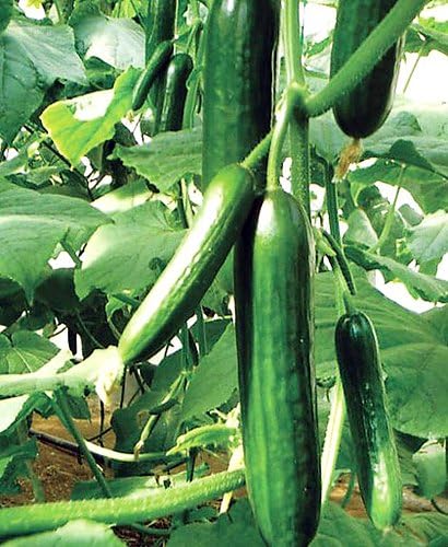 30 Muncher Burpless Sweet Cucumber Seeds, Heirloom Non-GMO, Non-Bitter and Acid Free, Crispy and Sweet, Fragrant and Delicious, Cucumis sativus, Grown in USA