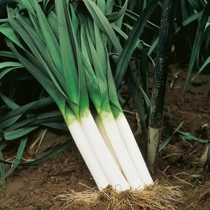 100 Large American Flag Leek Seeds | Non-GMO