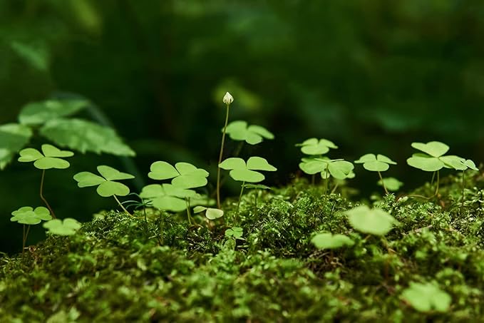 10000+ White Irish Moss Seeds for Planting, Non-GMO Moss Ground Cover Plant Creeping White Flower Green Carpet Clover Seed for Planting Garden Yard Lawn