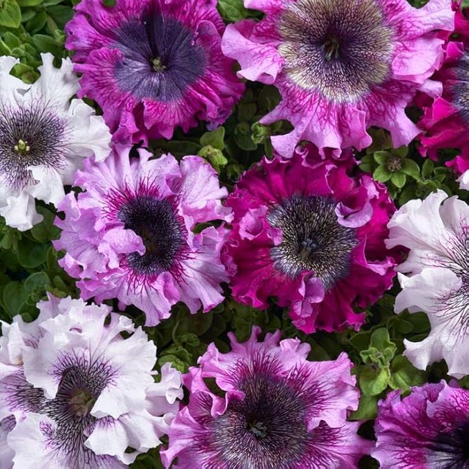 Park Seed Superbissima Mix Petunia Seeds, Grandiflora Type with 6-Inch Multicolor Blooms, Tetraploid Strength, Pollinator Friendly, Easy to Grow for Borders and Containers, Pack of 10