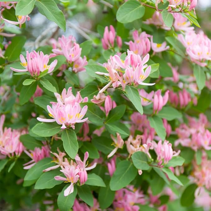 200+ Honeysuckle Seeds for Planting, Honeysuckle Vine Seeds, Aromatic Honeysuckle Plant Seeds That Attract Bees and Butterflies
