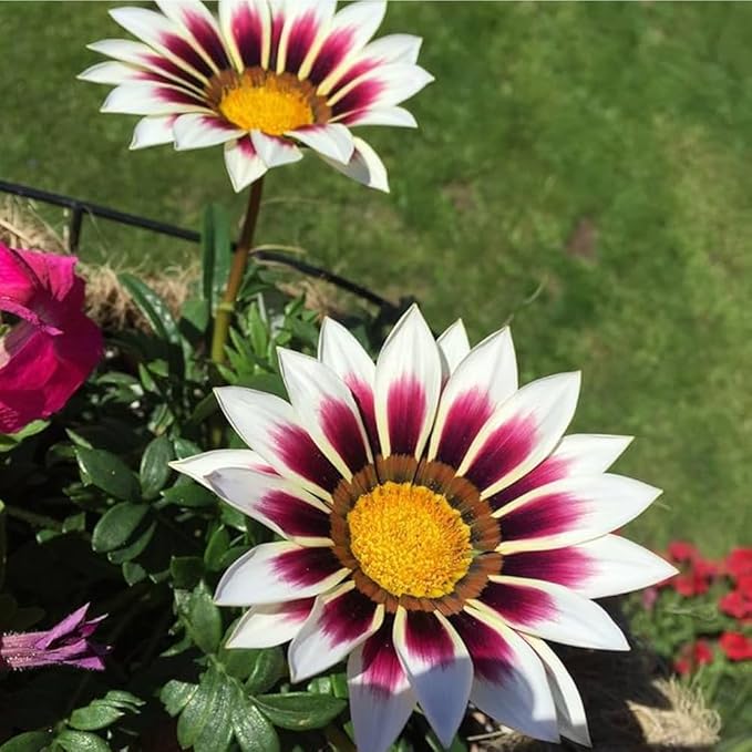 300 Perennial Mix Gazania Seeds Heat-Perennial Ground Cover Seeds-Drought Tolerant Garden Wild Flowers Seed for Gardens Outdoor