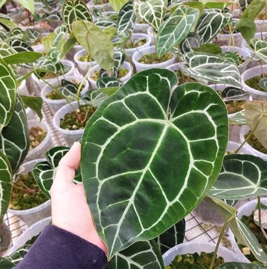 14-10-16 Green Fuel Indoor Houseplant Fertilizer Great for Aroids & Begonia - Commercial Formula - RO/Rain/Tap Water (Half Pint - 8 oz)