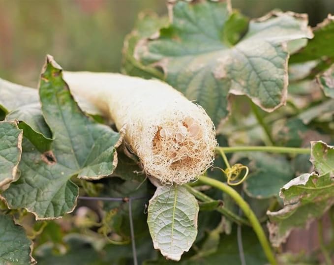 30PCS Smooth Sponge Gourd Seeds Loofah Snake Melon USA Asian Vegetable Seeds Heirloom