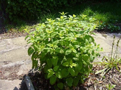 Lemon Balm Great Garden Herb by Seed Kingdom Bulk 1 Lb Seeds