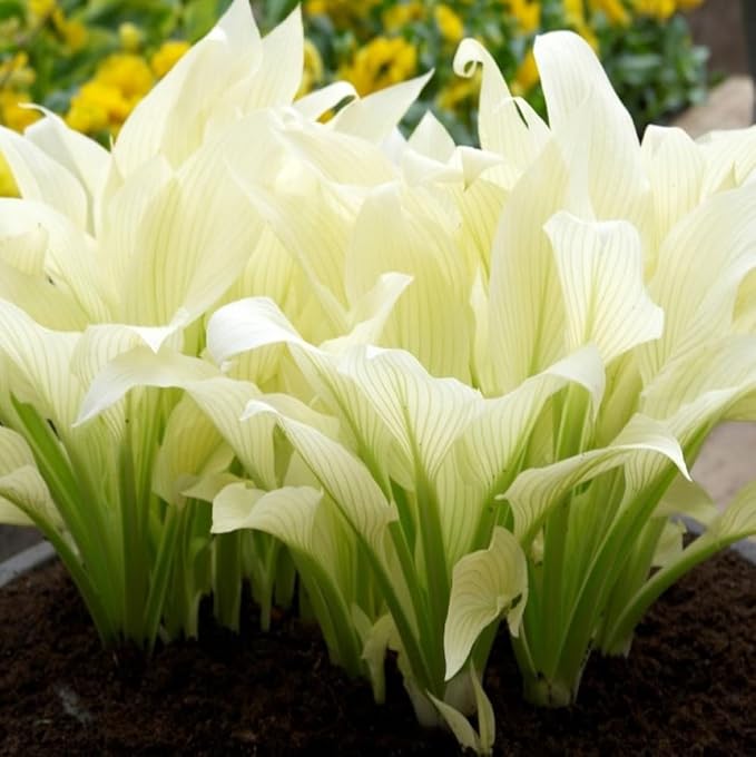 GardeningProducts4Less 2pk White Feather Hosta Bare Roots - Perennial Cream & Green Foliage, Low-Maintenance Plant