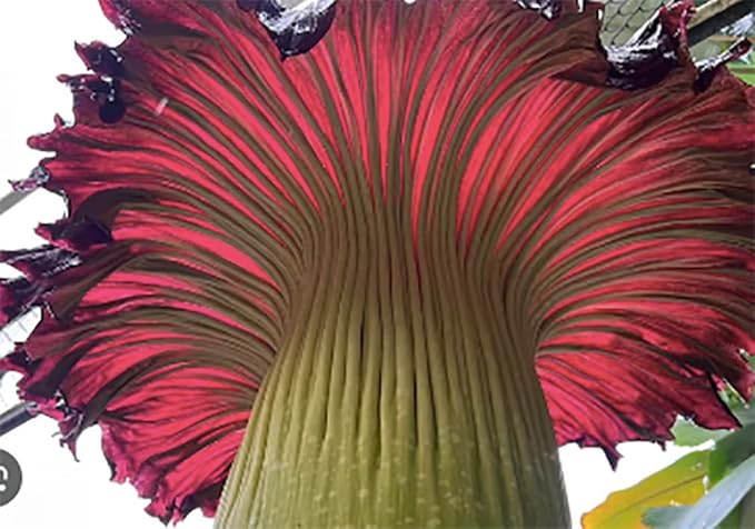 Corpse Flower - World's Largest Flower - 8+ Feet Tall - 10 Seeds - Growing Instructions are Included