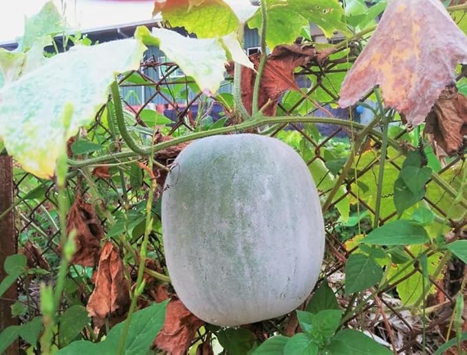 25PCS Giant Round Wax Gourd Seeds Heirloom Vegetable Garden Seeds