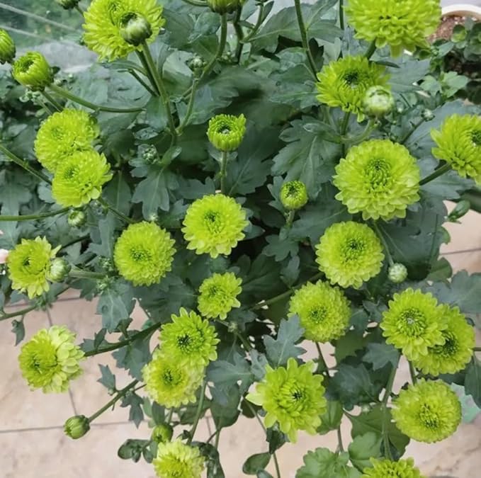 100PCS Mixed Color Pompon Chrysanthemum Seeds Pompon Mum Courtyard Flower Seeds